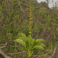 Falconeria insignis Royle